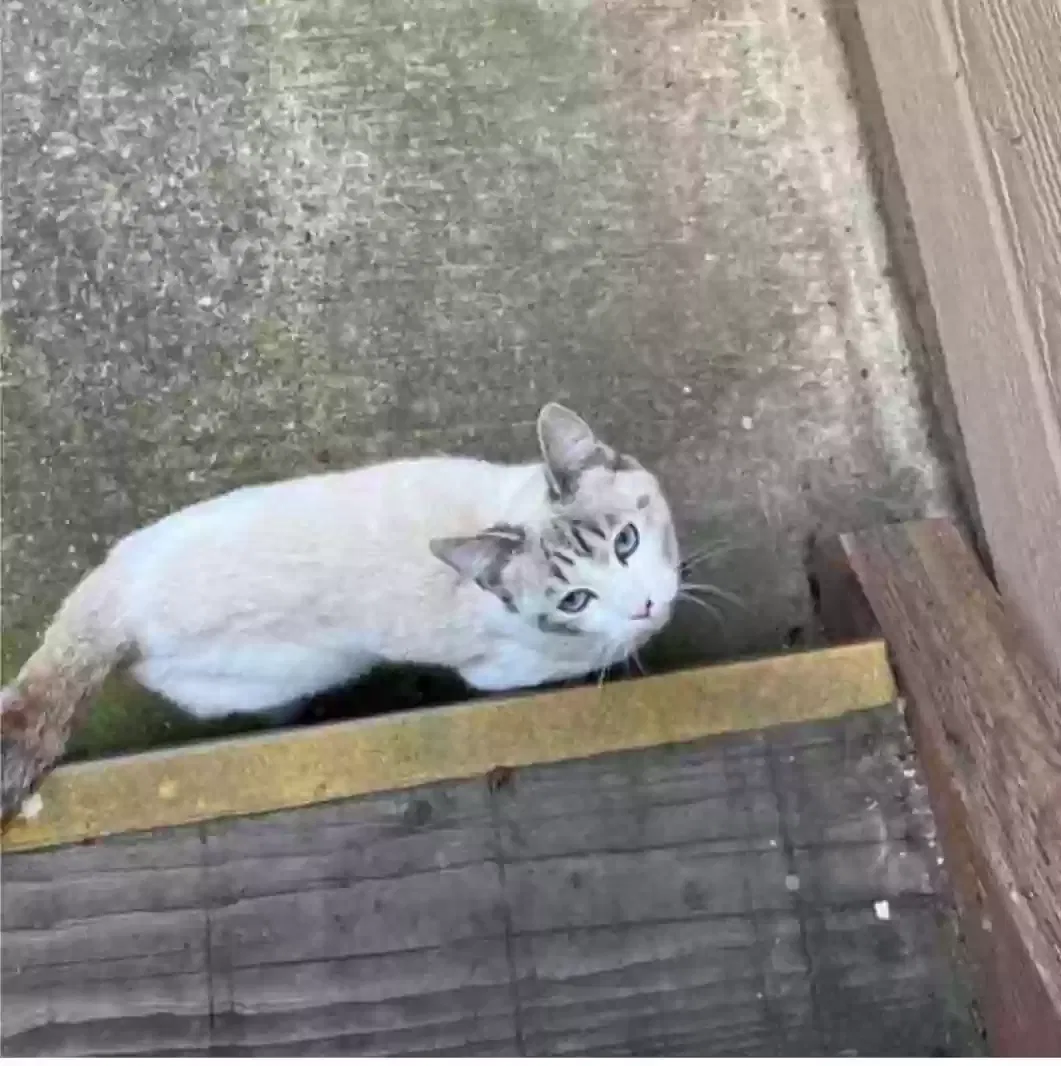 Lost cat in Rancho Cordova, CA, 95670