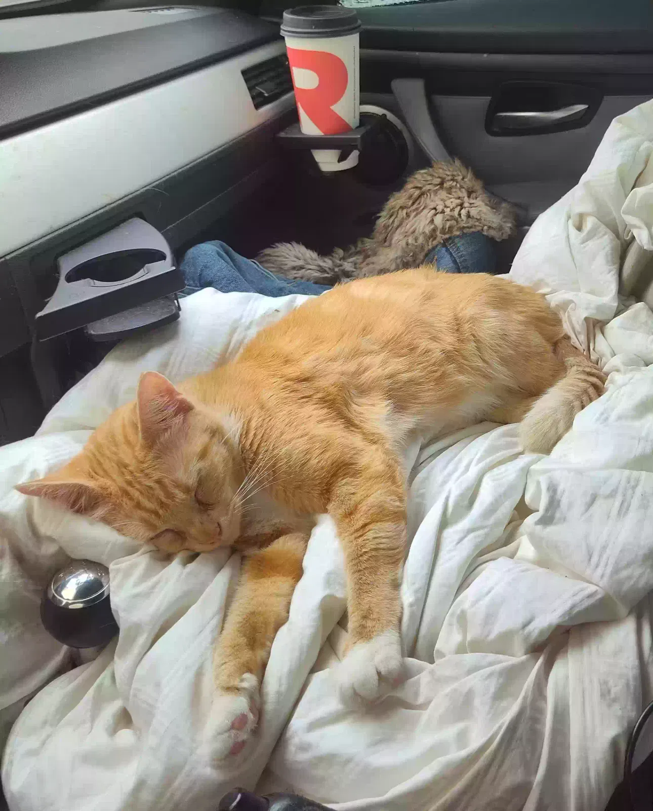 Lost cat in San Jose, CA, 95112
