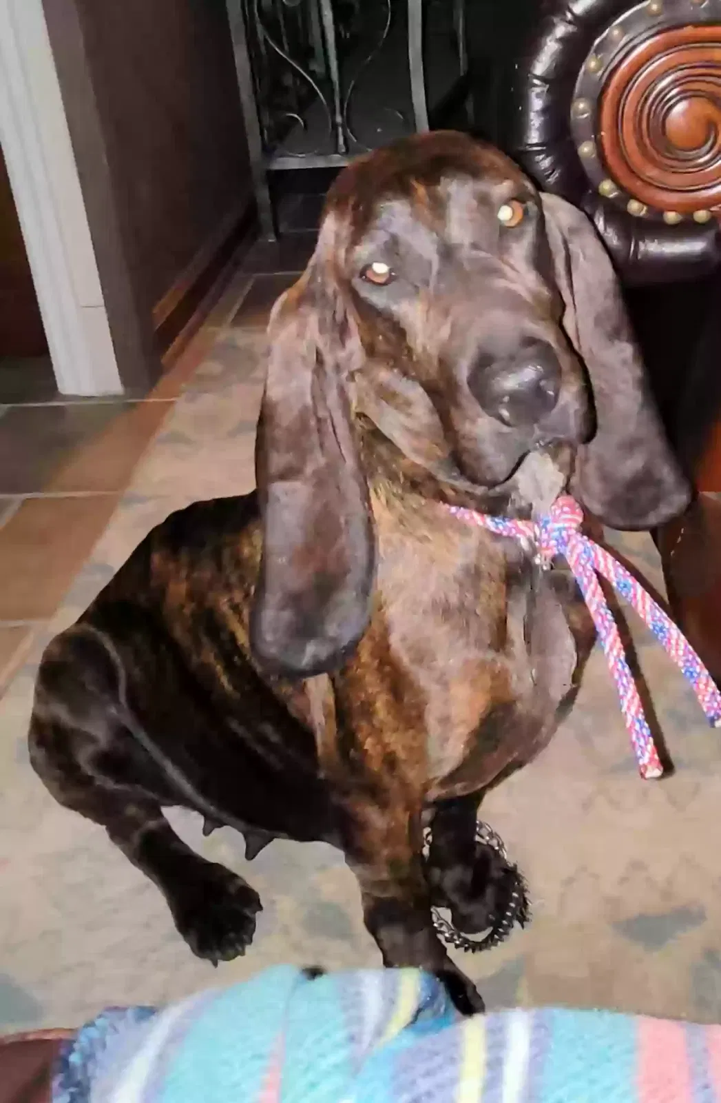 Lost dog in Charleston, SC, 29406
