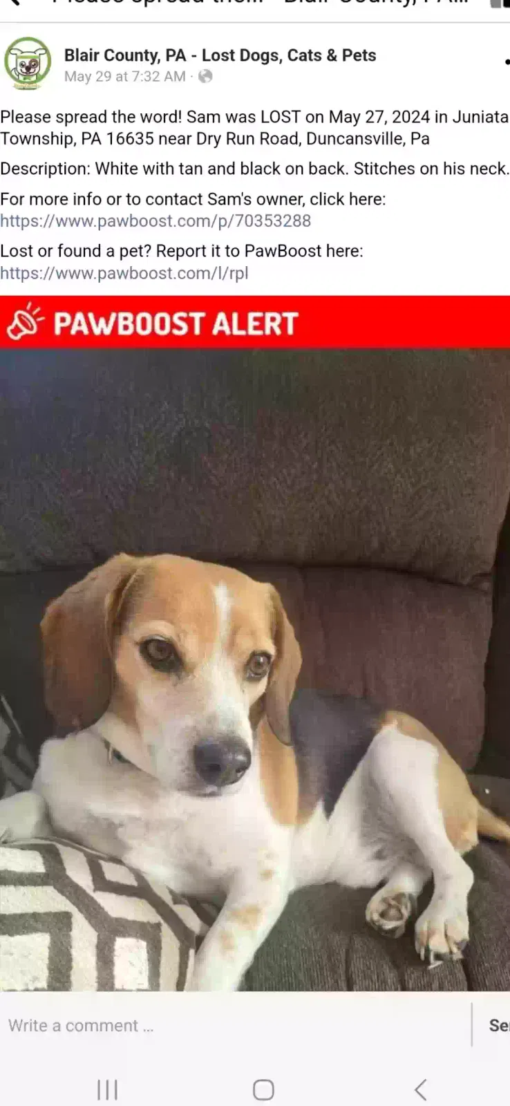 Lost dog in Duncansville, PA, 16635