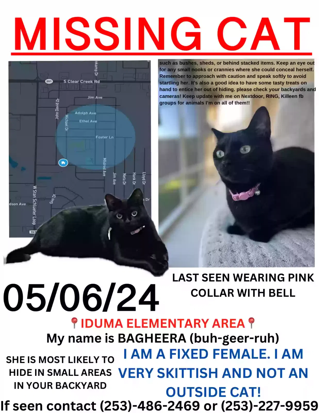 Lost cat in Killeen, TX, 76549