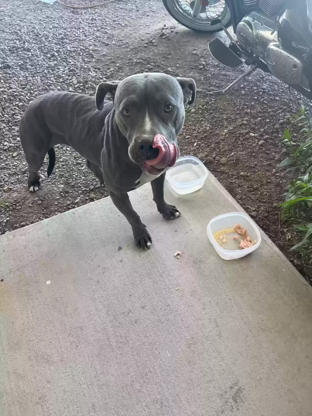 Found dog in Safford, AZ, 85546