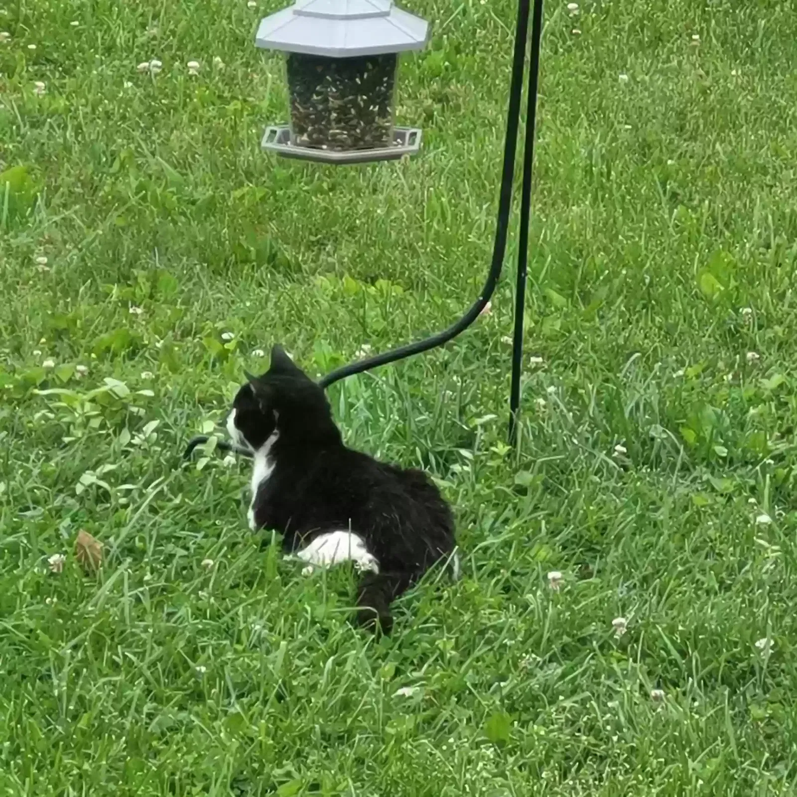 Found cat in Mount Pleasant, PA, 15666
