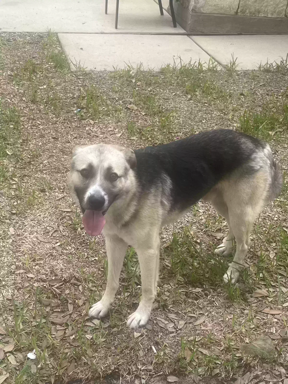 Found dog in Houston, TX, 77045
