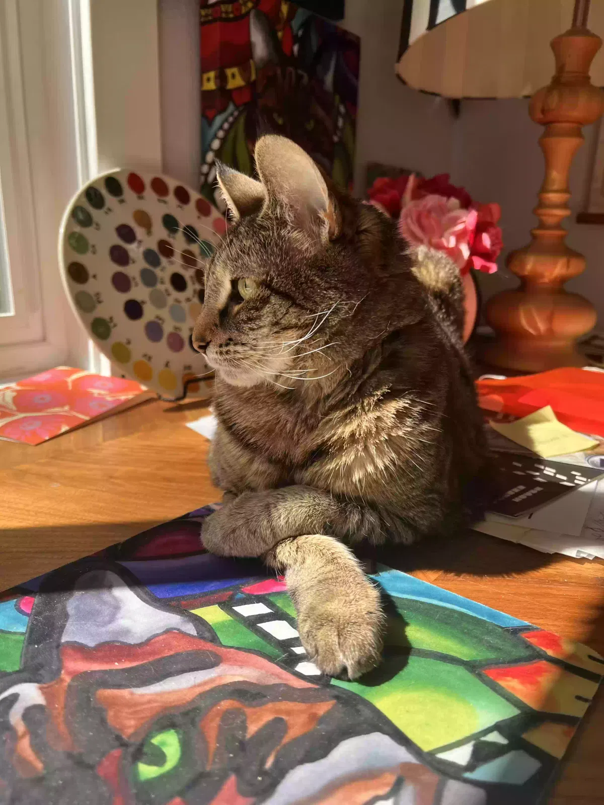Lost cat in Lake Oswego, OR, 97034
