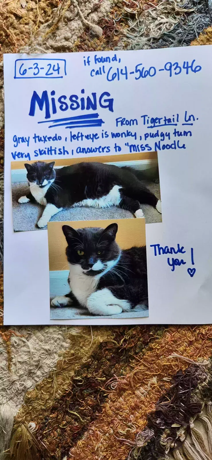 Lost cat in Grove City, OH, 43123