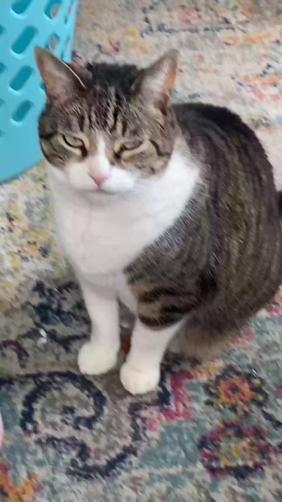 Lost cat in Waterbury, CT, 6708