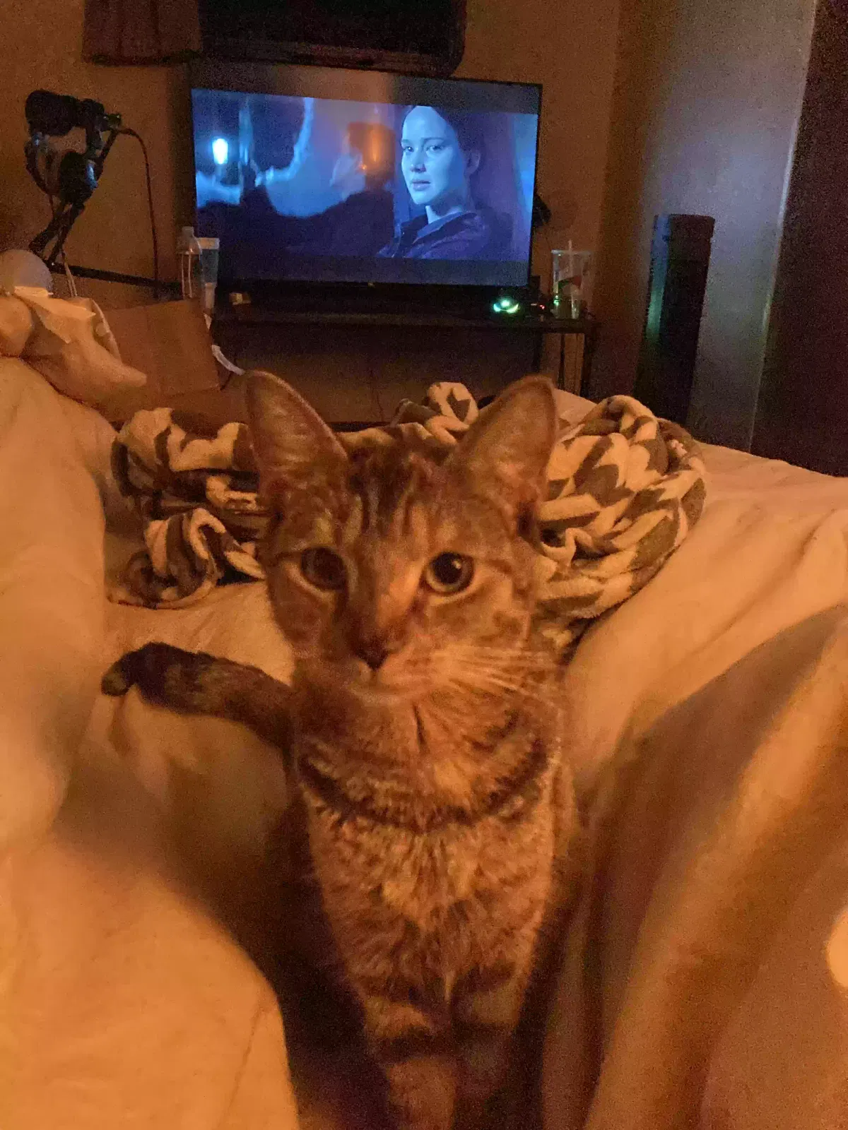 Lost cat in Tarpon Springs, FL, 34688