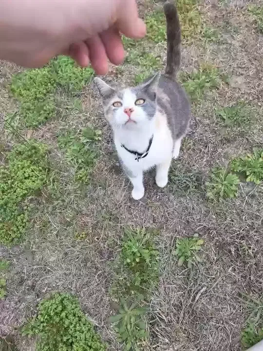Lost cat in Benson, NC, 27504