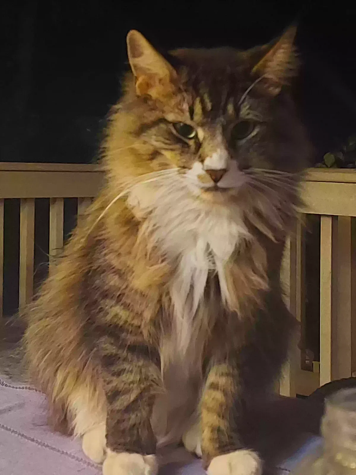 Lost cat in Broomfield, CO, 80020