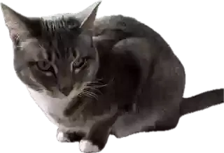 Lost cat in Cave Creek, AZ, 85331