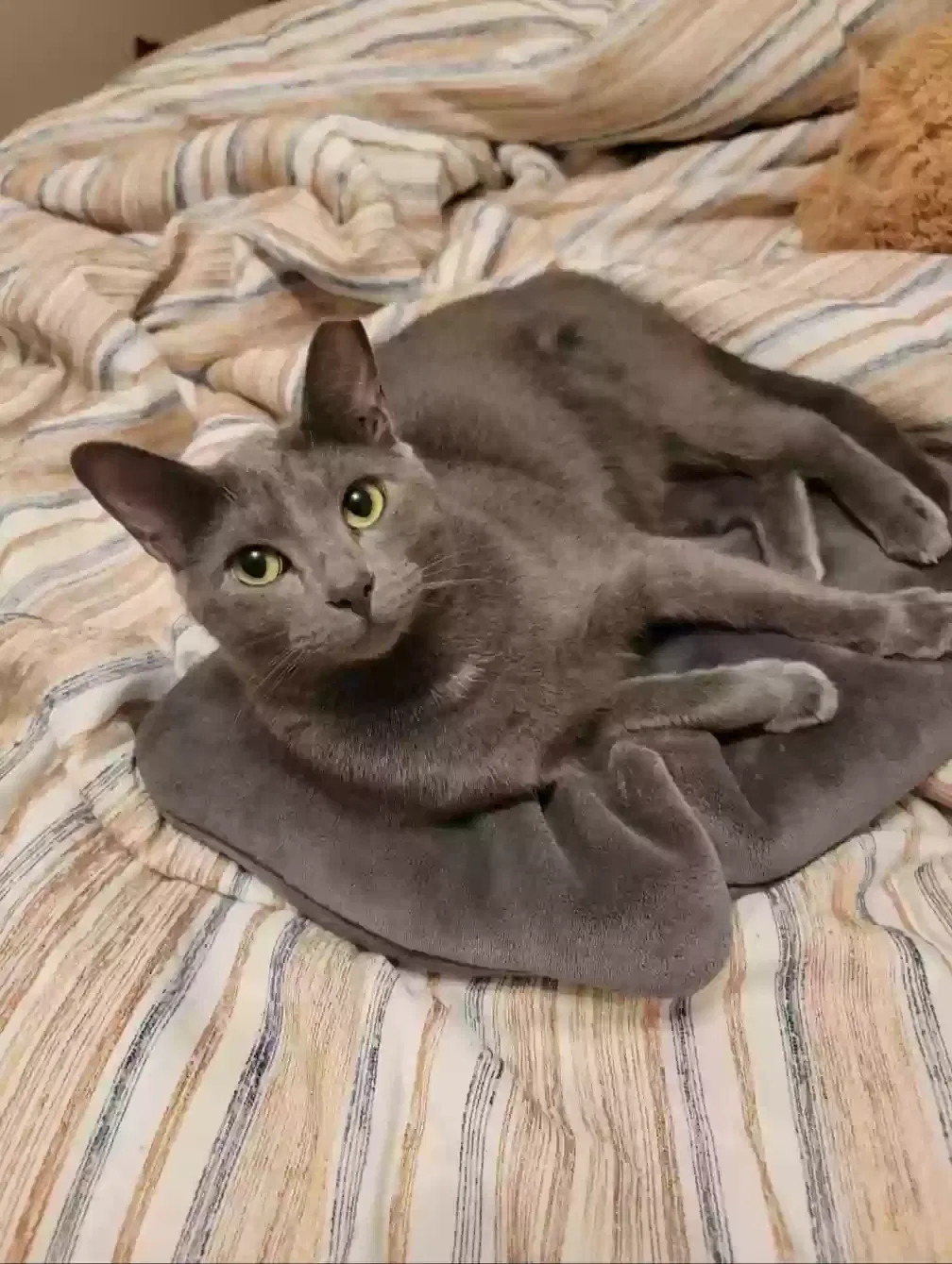 Lost cat in Gainesville, FL, 32608