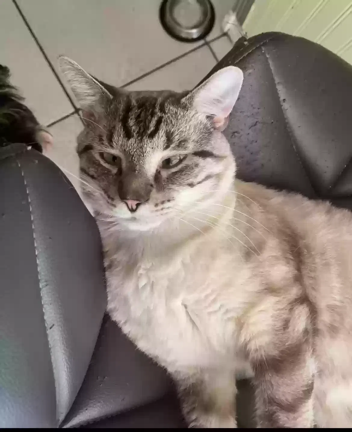 Lost cat in Largo, FL, 33778