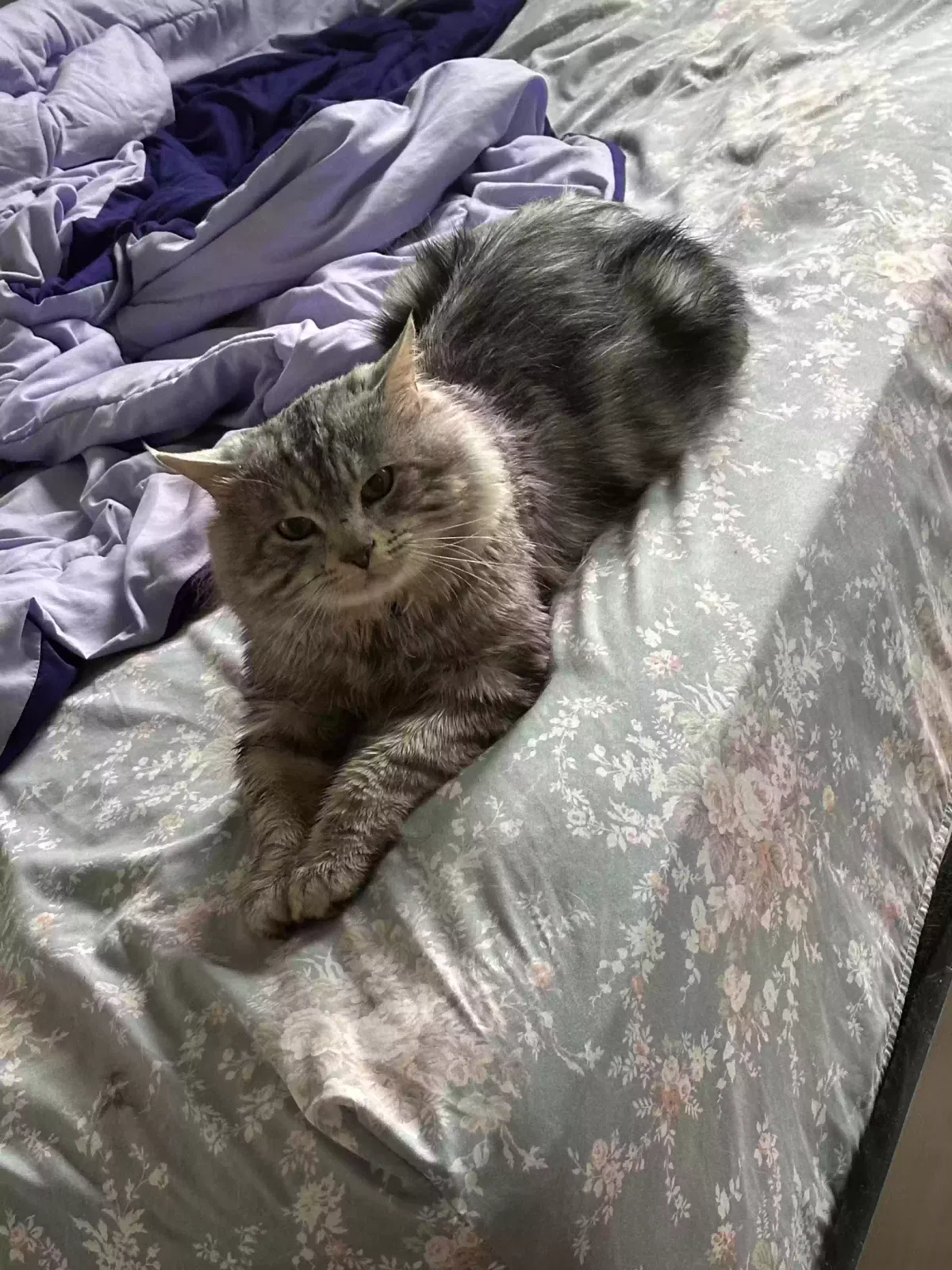Missing Cat