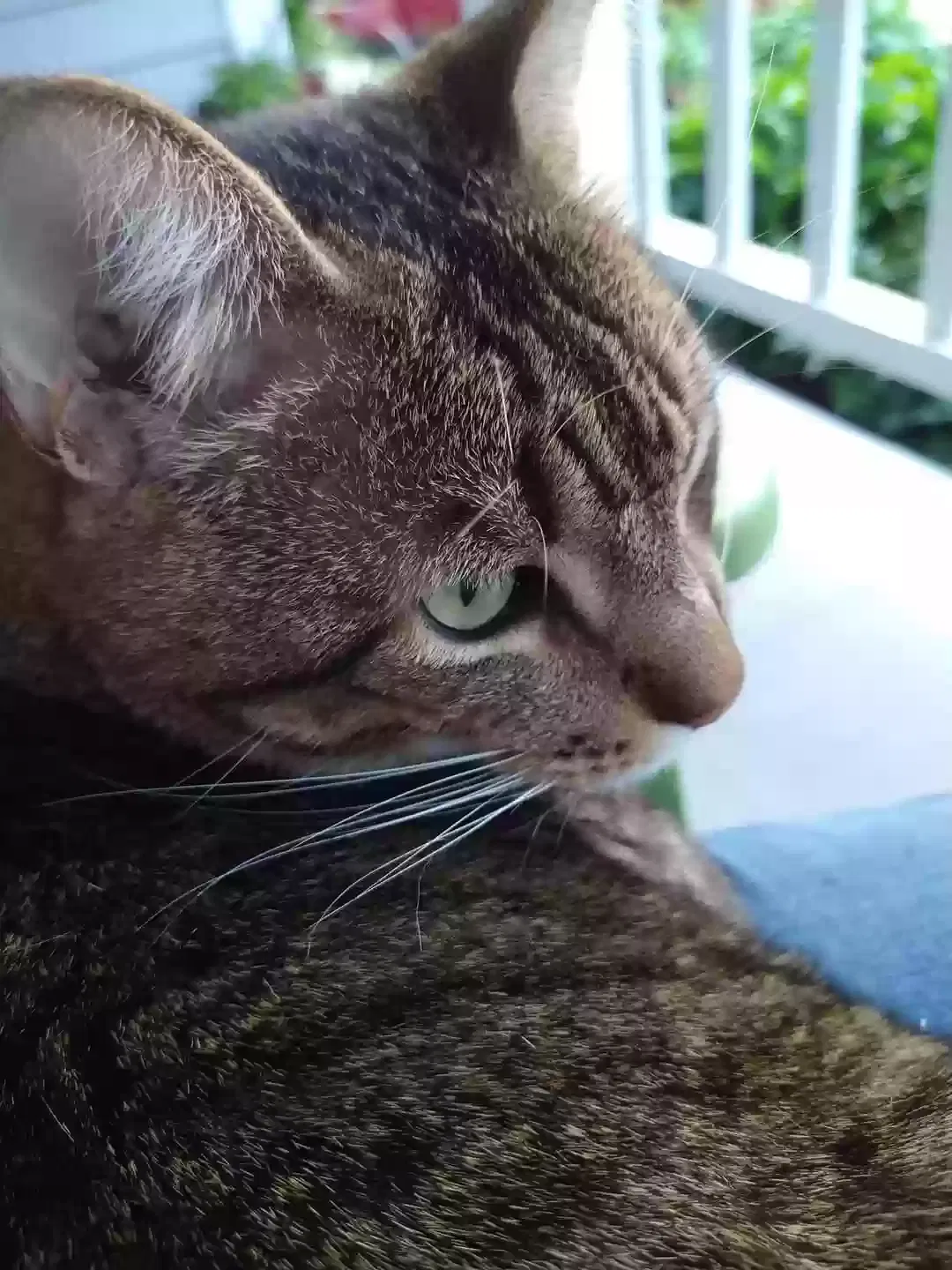 Missing Cat