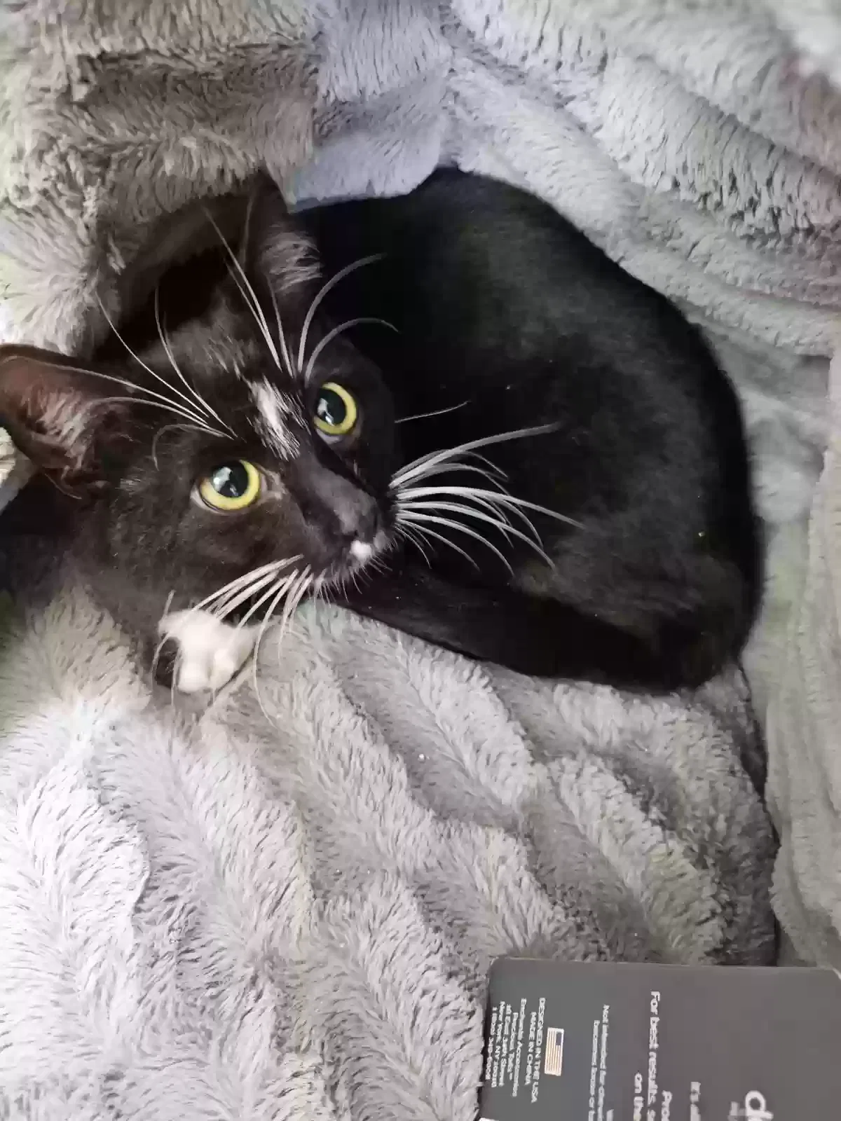 Lost cat in Red Bank, NJ, 7701