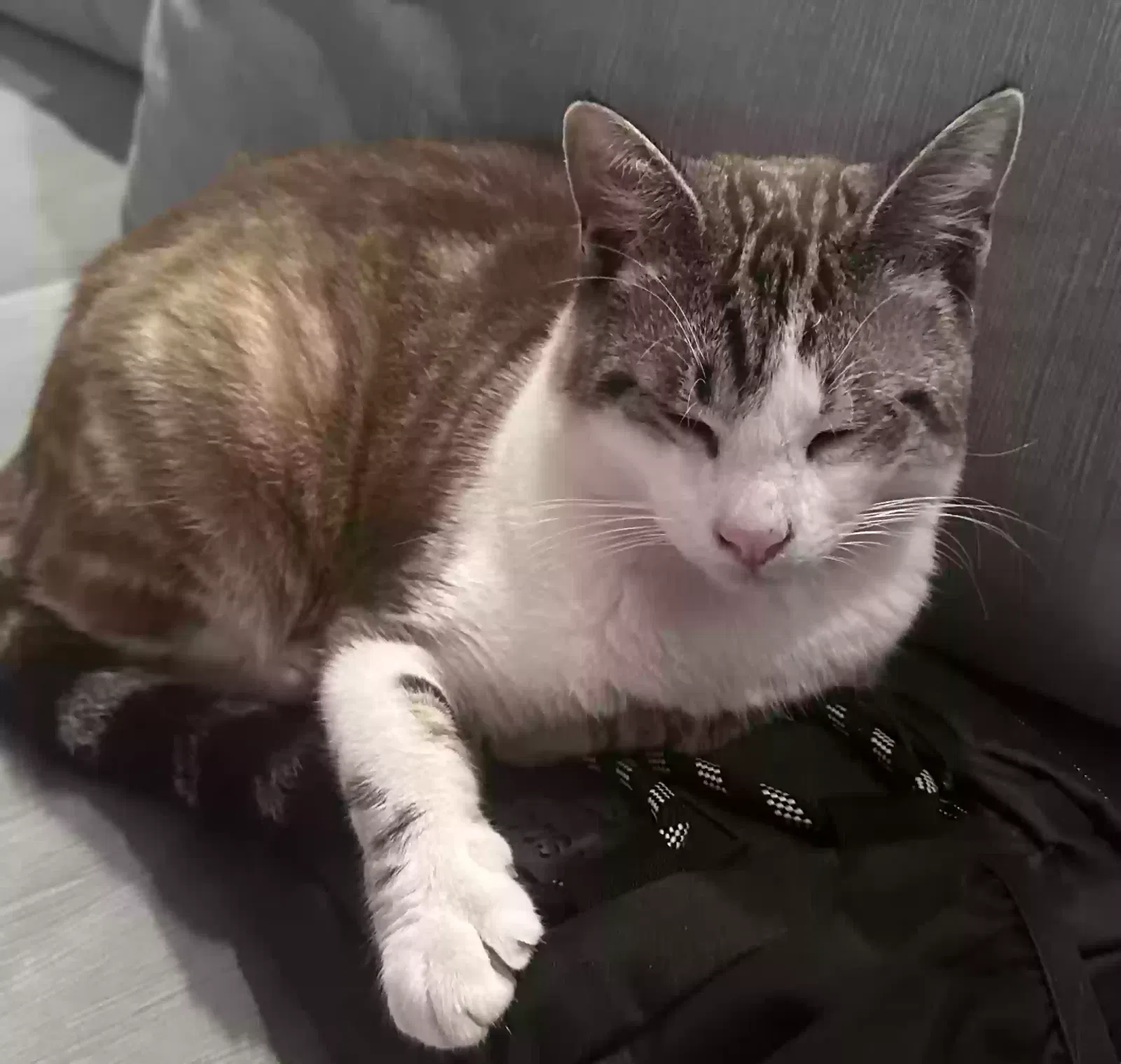 Lost cat in Woodland Hills, CA, 91367