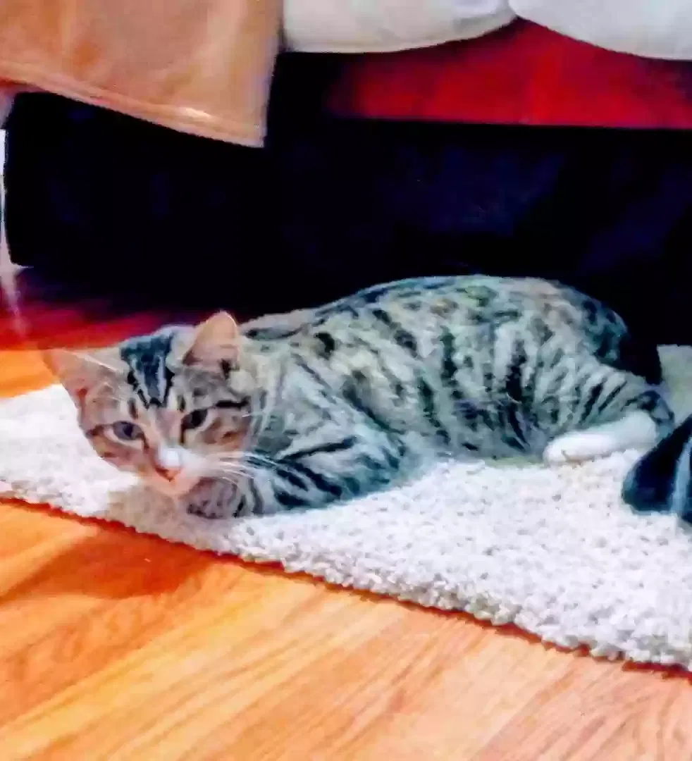 Lost cat in Graniteville, SC, 29829