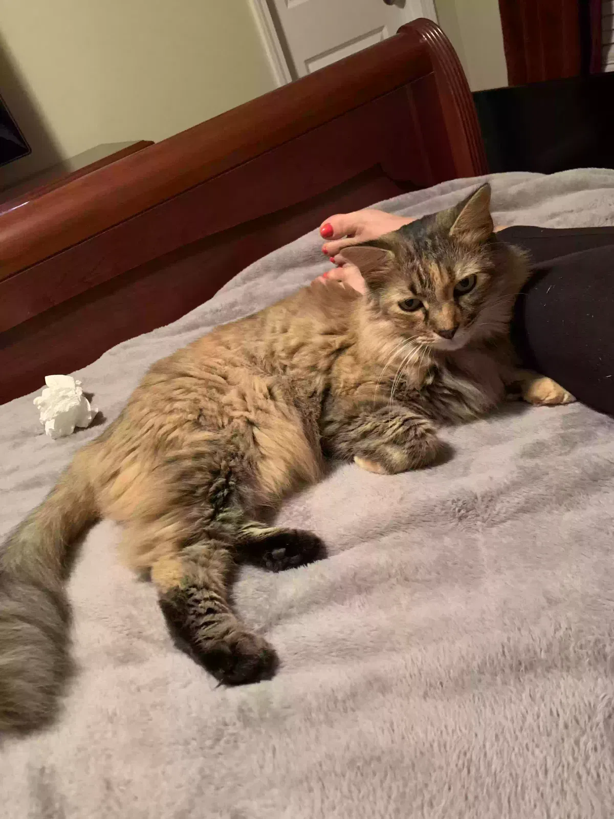 Lost cat in High Point, NC, 27265