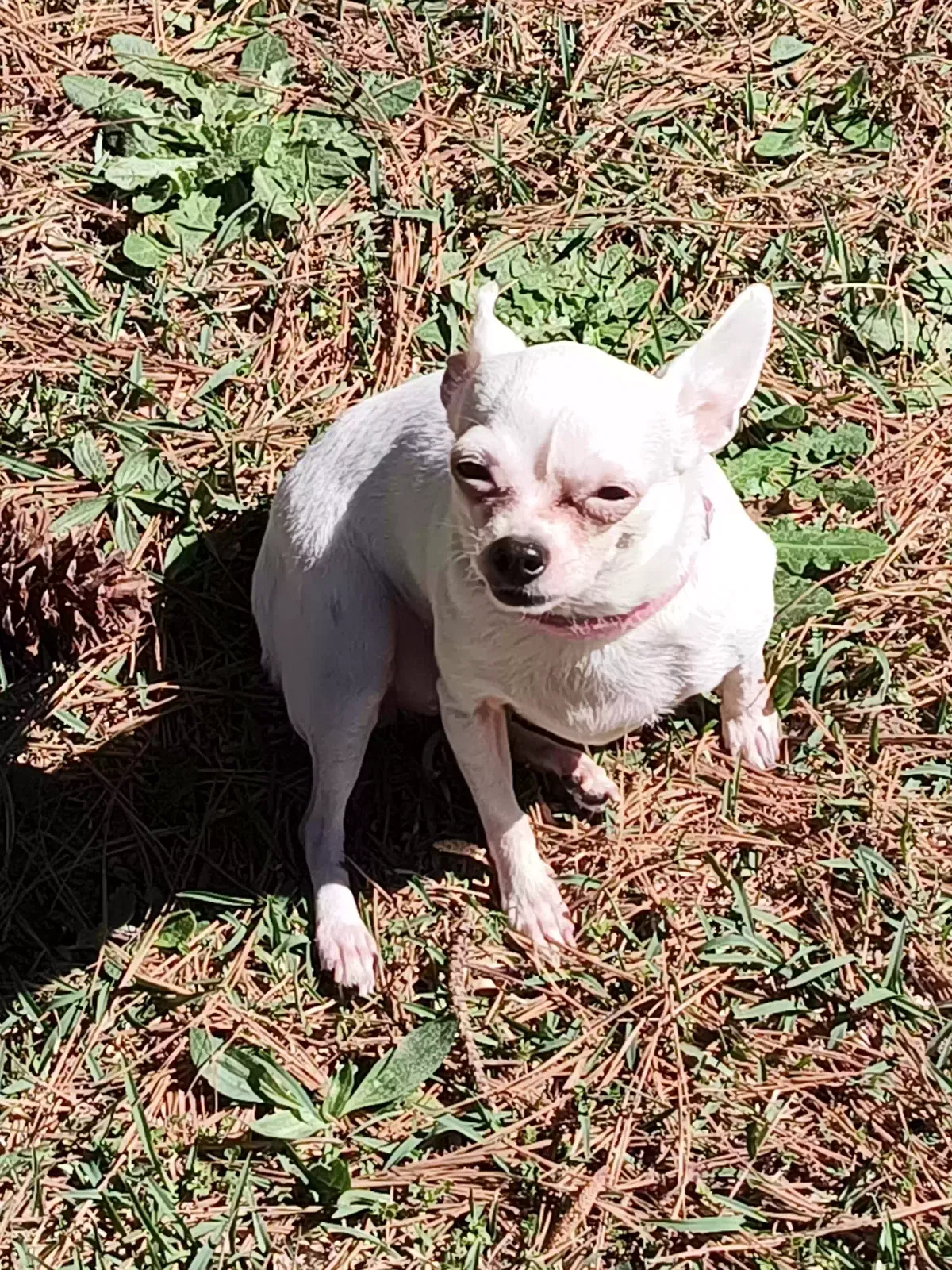 Lost dog in Henderson, NC, 27537