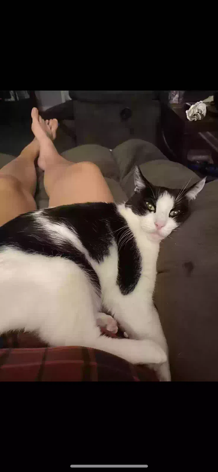 Lost cat in Huntsville, AL, 35810
