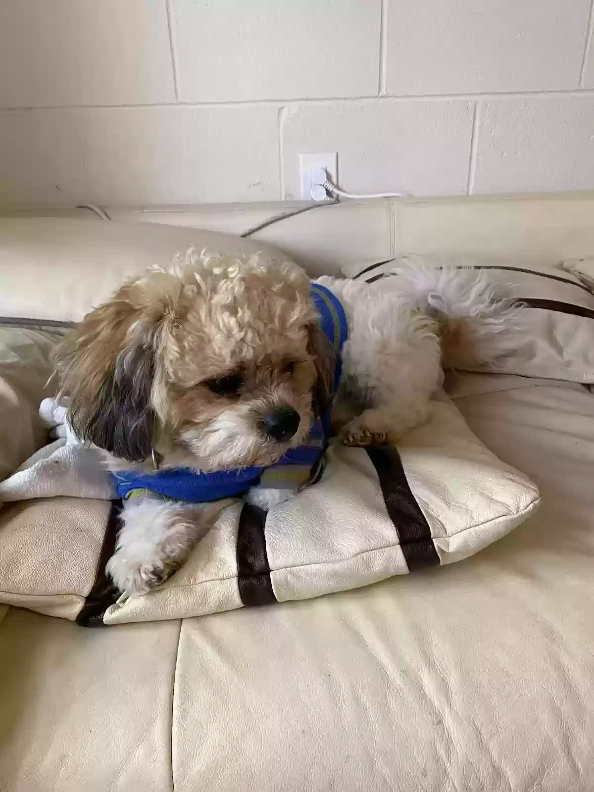Lost dog in Seattle, WA, 98113