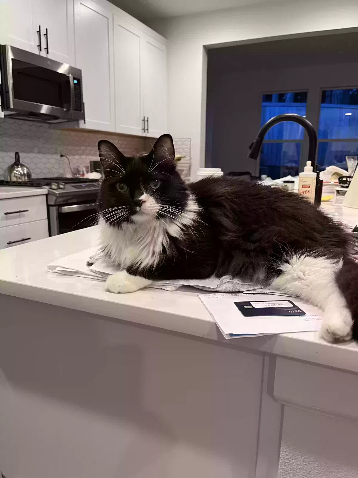 Lost cat in Port Orchard, WA, 98367