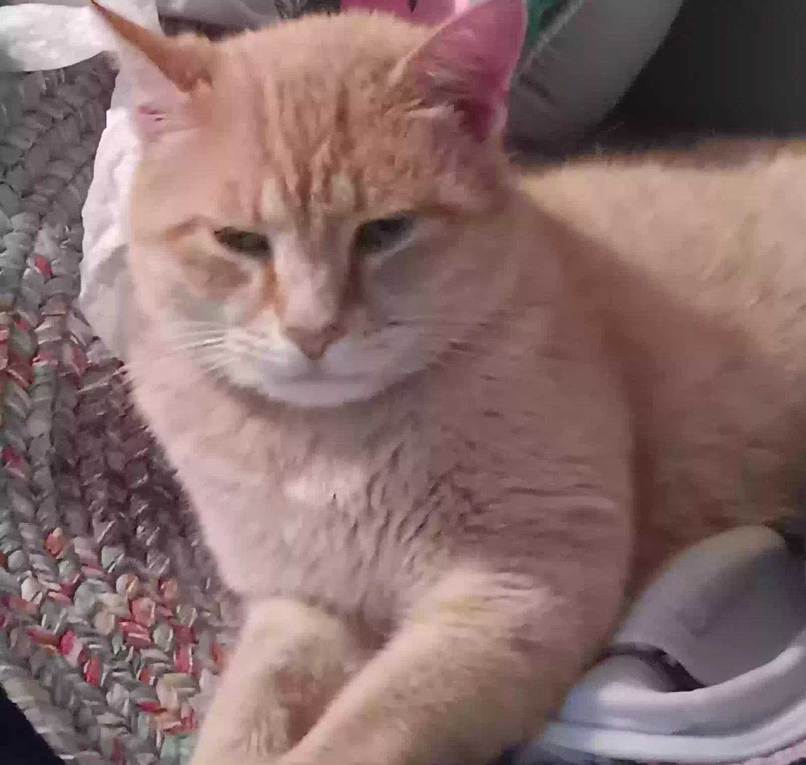 Lost cat in Bay Saint Louis, MS, 39520