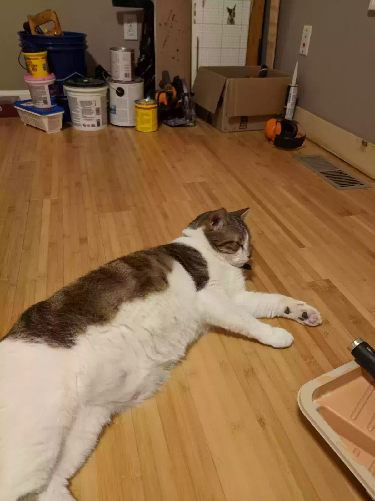 Lost cat in West Newton, MA, 2465