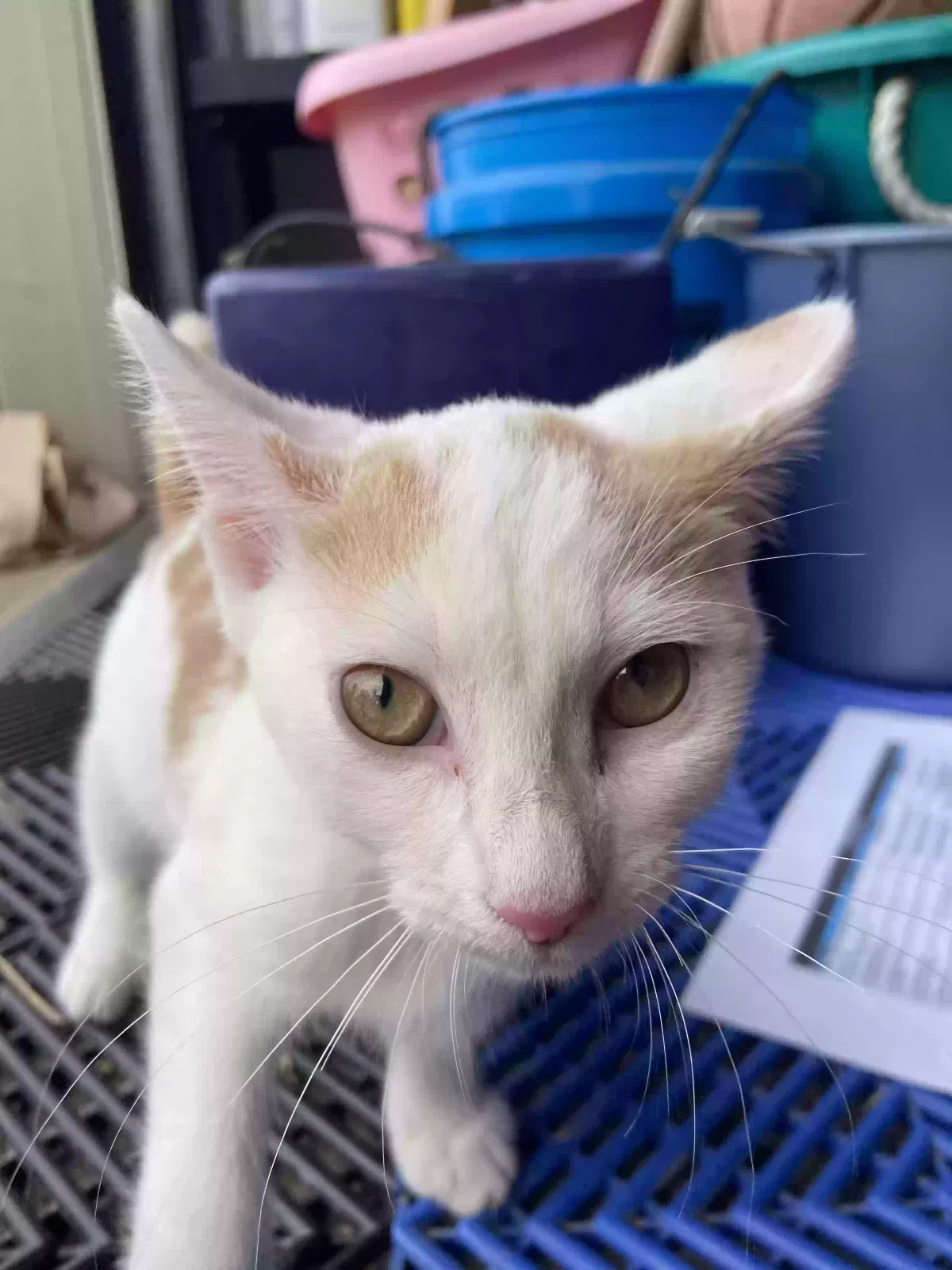 Found cat in Hamilton, OH, 45013