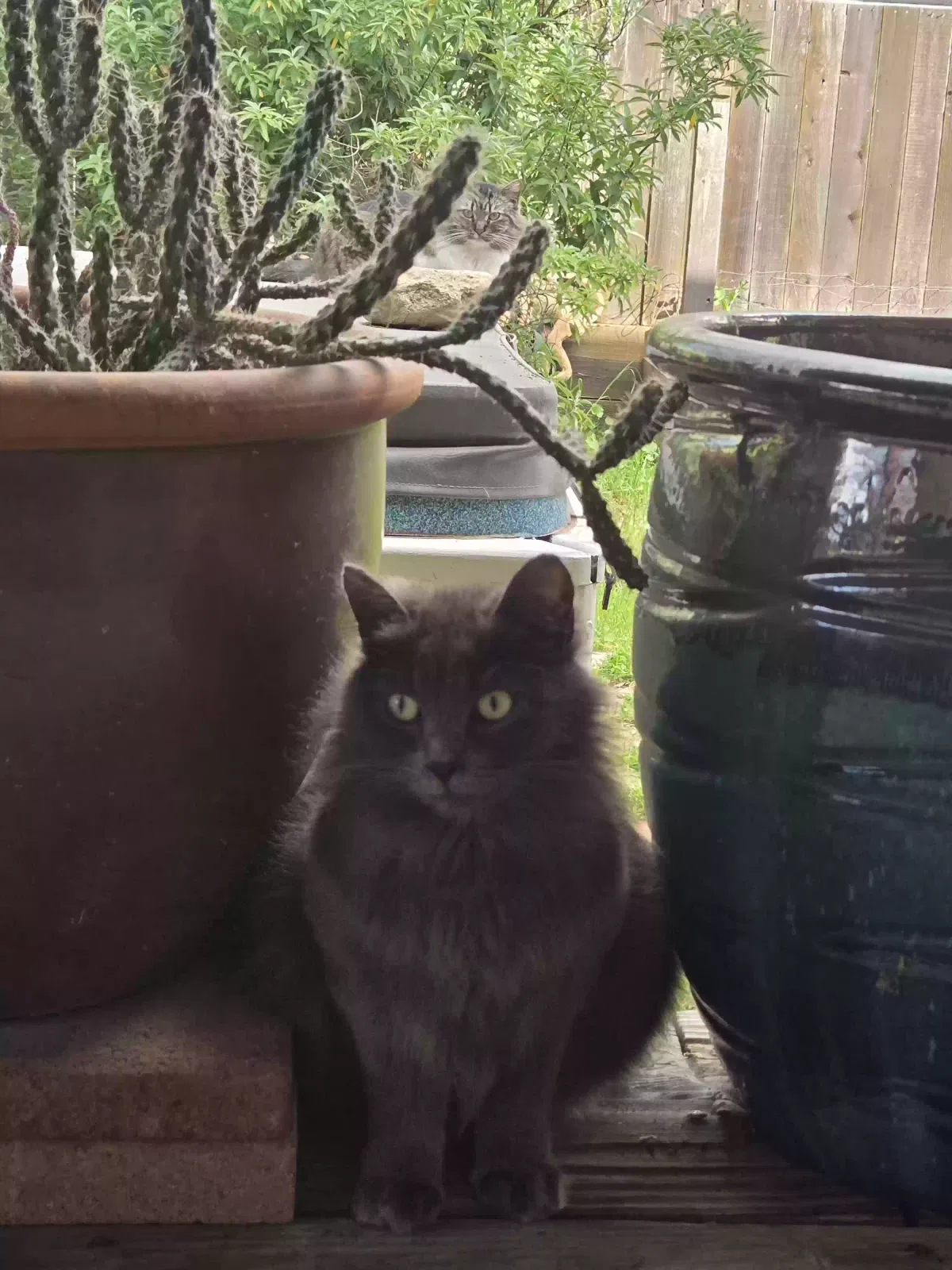 Lost cat in Middletown, CA, 95461