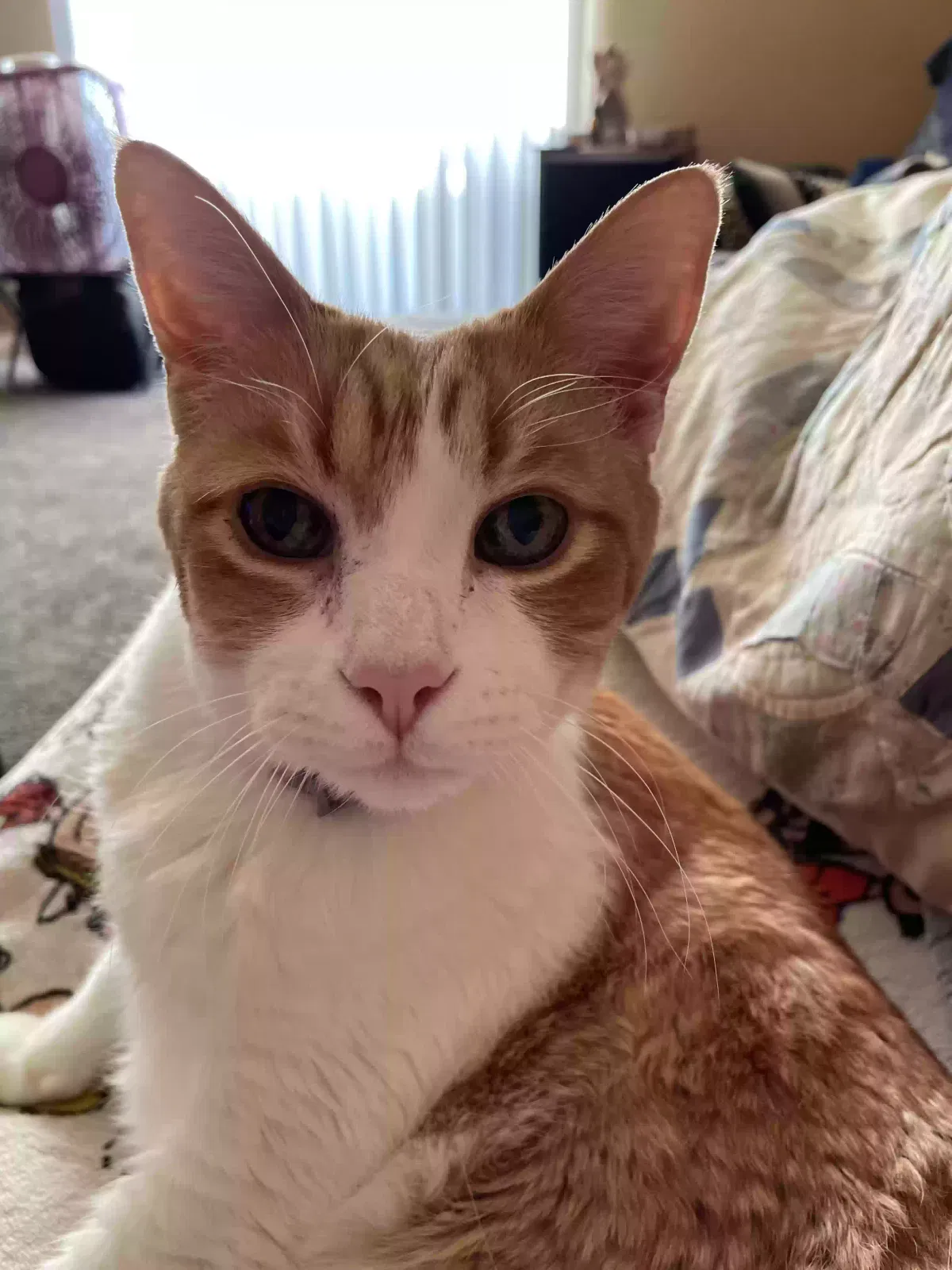 Lost cat in El Cajon, CA, 92019