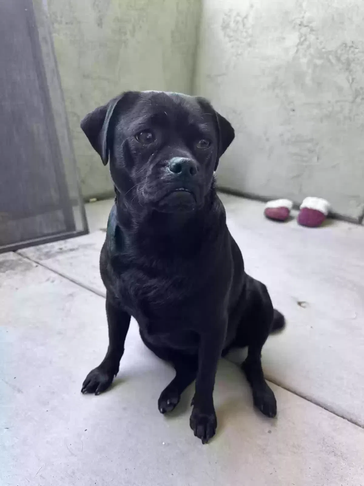 Found dog in Phoenix, AZ, 85040