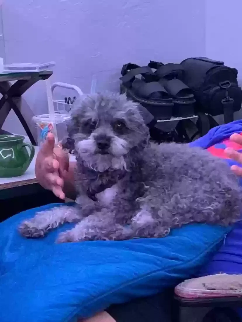 Lost dog in North Las Vegas, NV, 89032