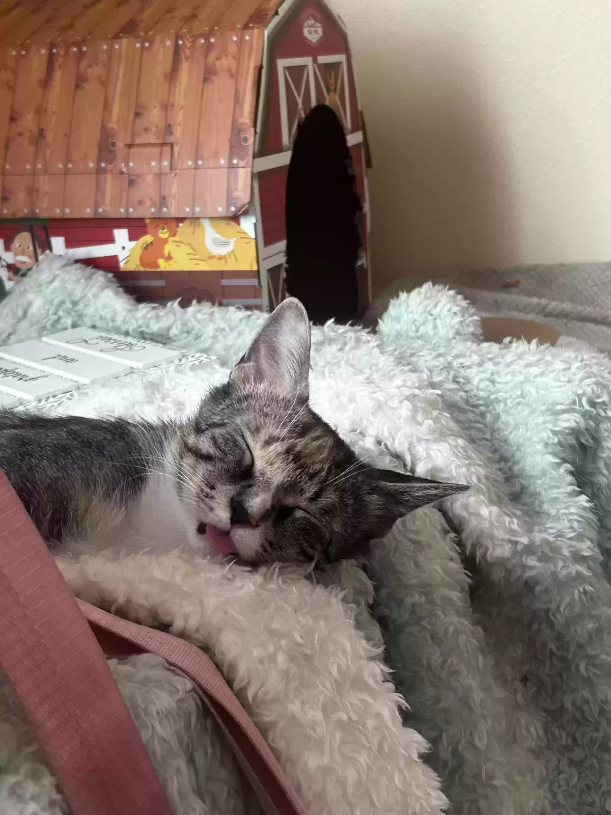 Lost cat in East Chicago, IN, 46312