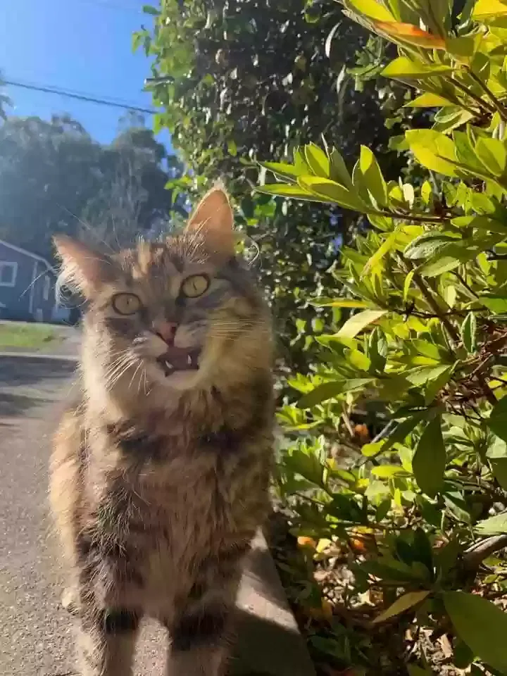Lost cat in Richmond, CA, 94804