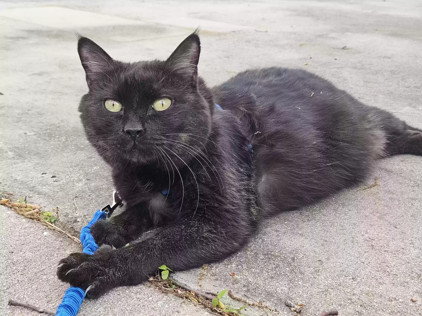 Lost cat in Hollywood, SC, 29449