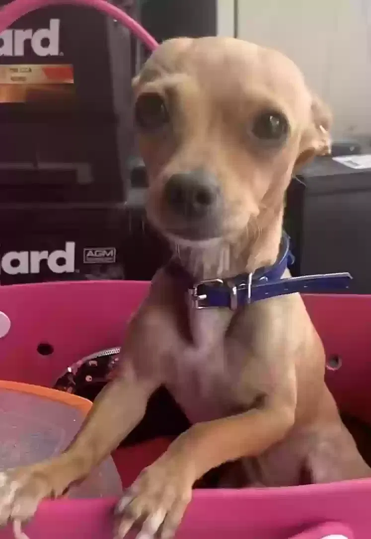 Lost dog in Fort Worth, TX, 76119