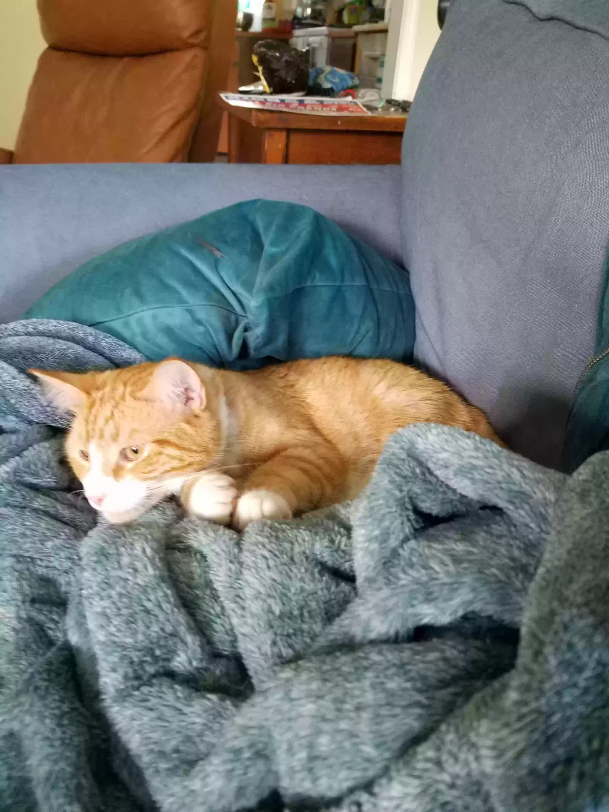Lost cat in Bothell, WA, 98012