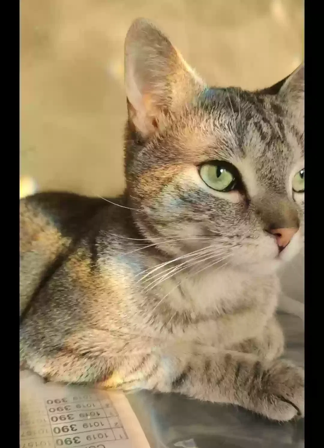 Lost cat in Tacoma, WA, 98446