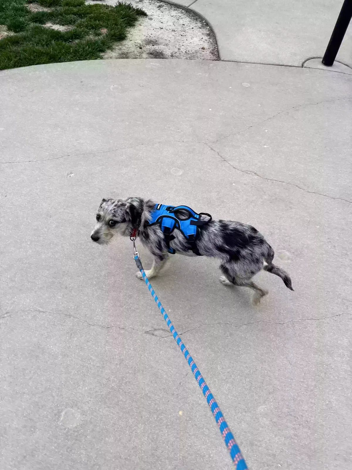 Lost dog in Madison, WI, 53716