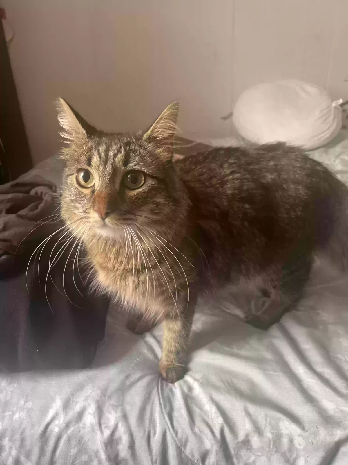 Lost cat in Passaic, NJ, 7055