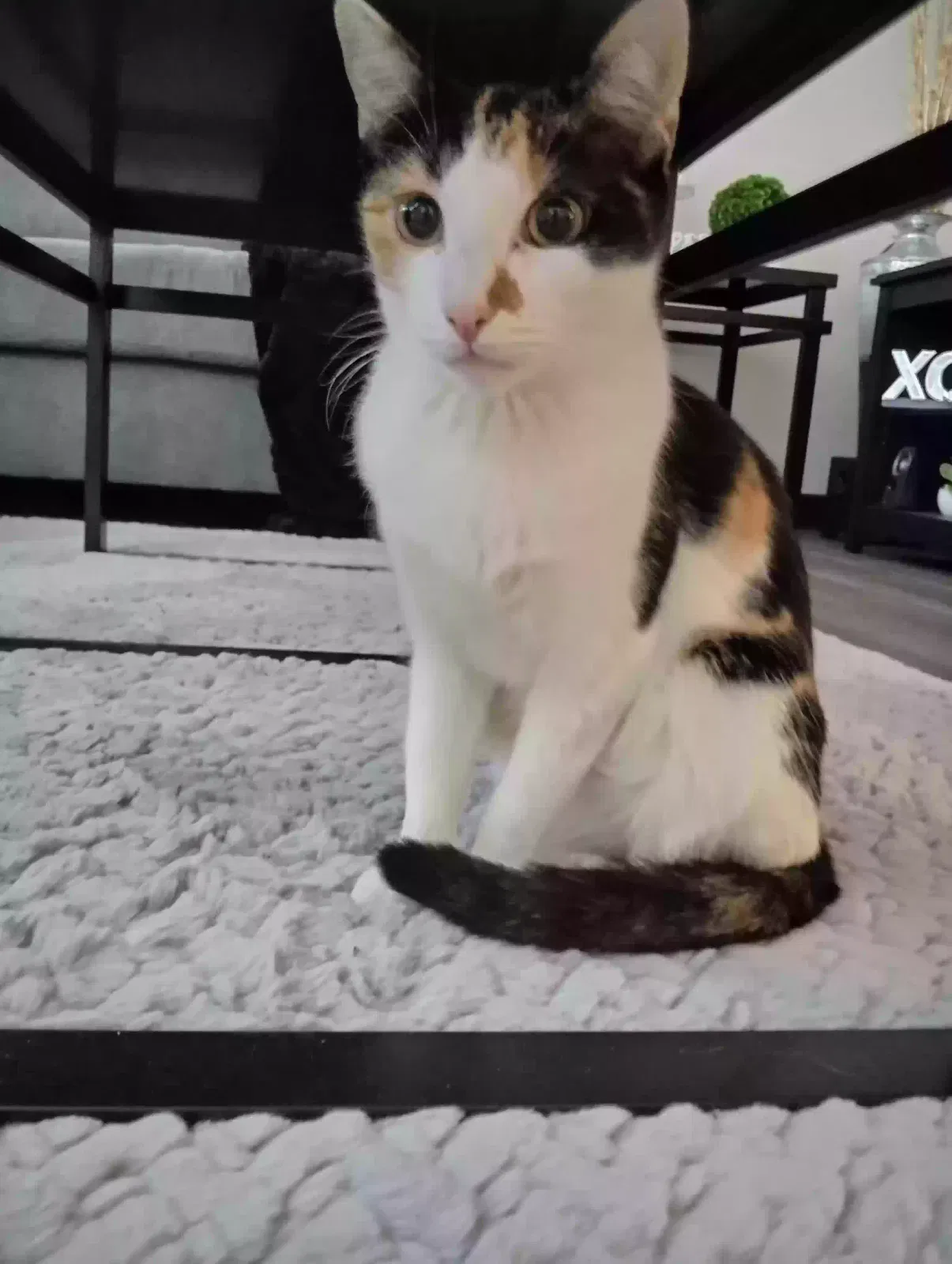 Lost cat in Toledo, OH, 43620