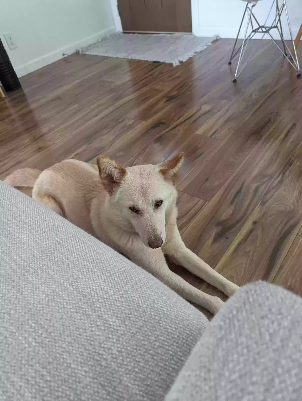 Lost dog in Glendale, CA, 91208