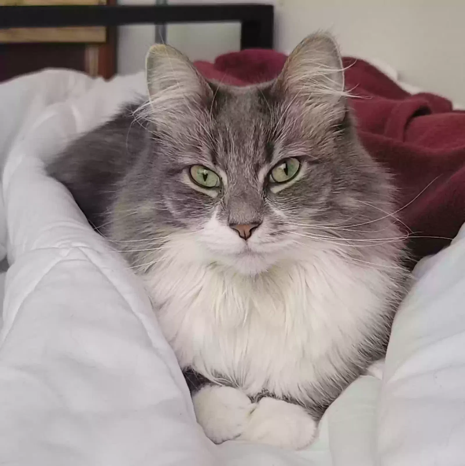 Lost cat in Lees Summit, MO, 64081