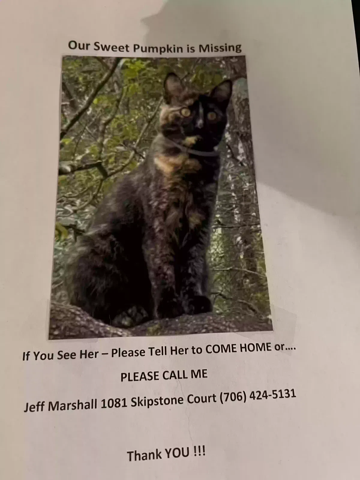 Lost cat in Watkinsville, GA, 30677