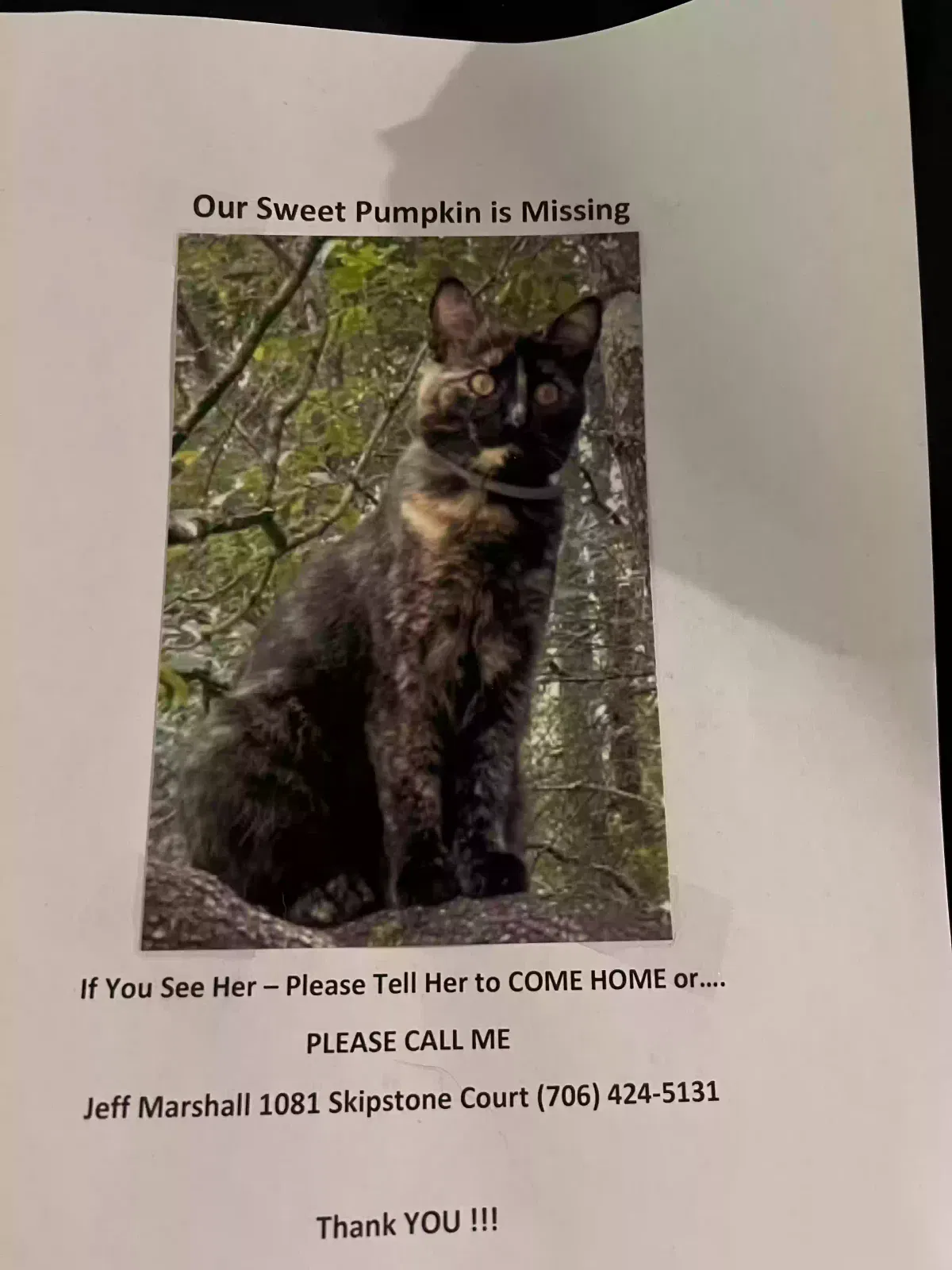 Lost cat in Watkinsville, GA, 30677