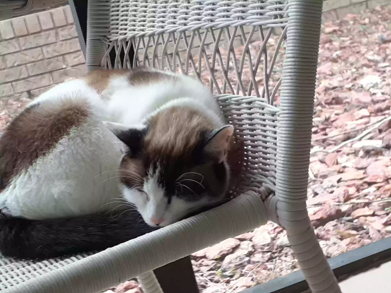 Lost cat in Molino, FL, 32577