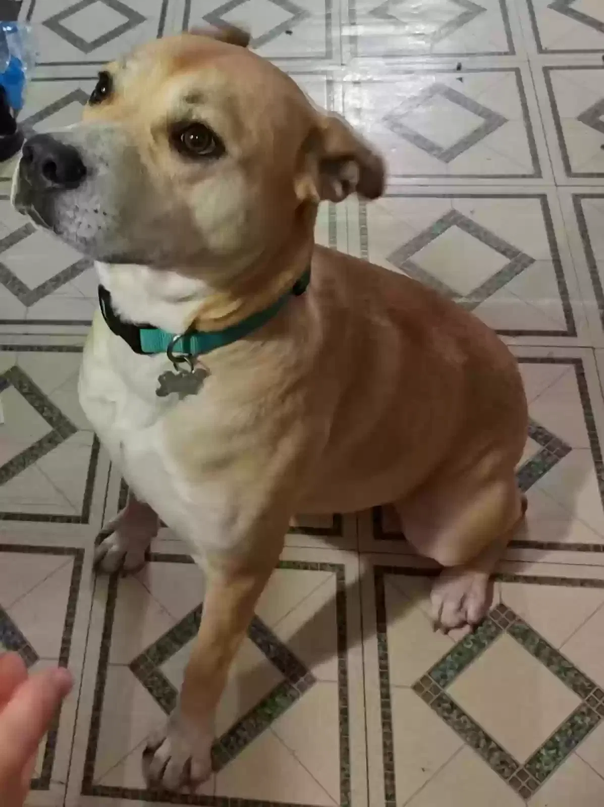Lost dog in Holly Hill, SC, 29059