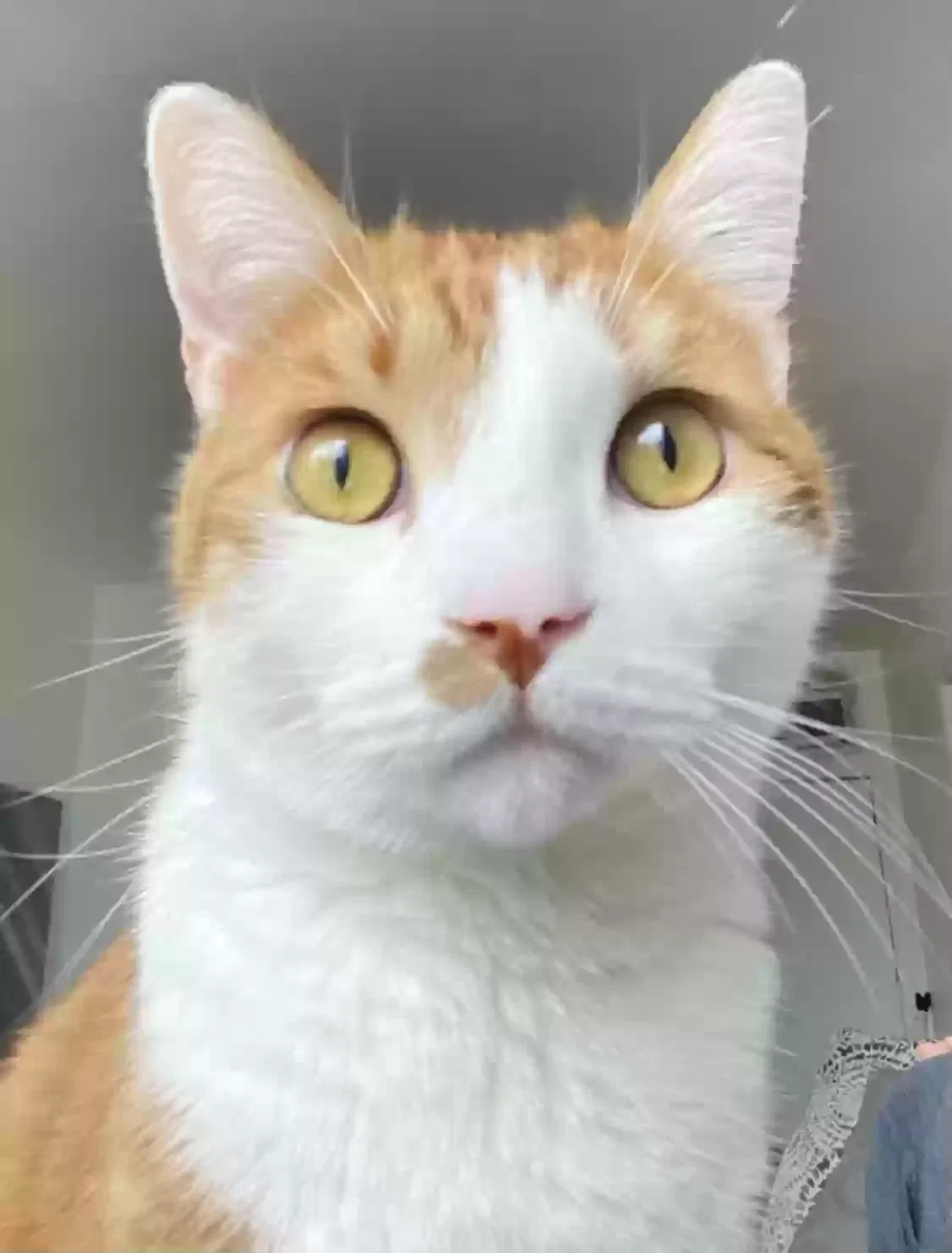 Lost cat in Los Angeles, CA, 90038